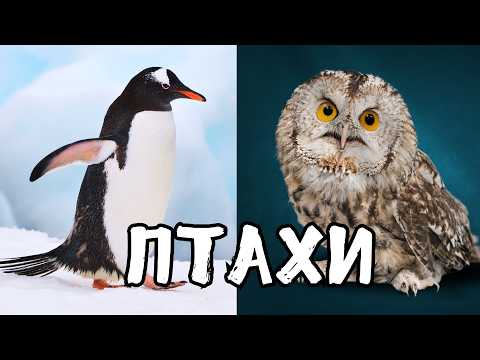 Видео: ПТАХИ: 20 цікавих фактів