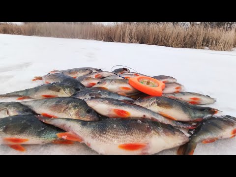 Видео: 🎣  Ловля окуня 🐟 на Безмотылку. Гвоздекубик, сделал рыбалку. Зимняя рыбалка 2022.