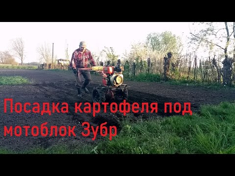 Видео: Посадка картофеля под мотоблок ЗУБР  Новое оборудование