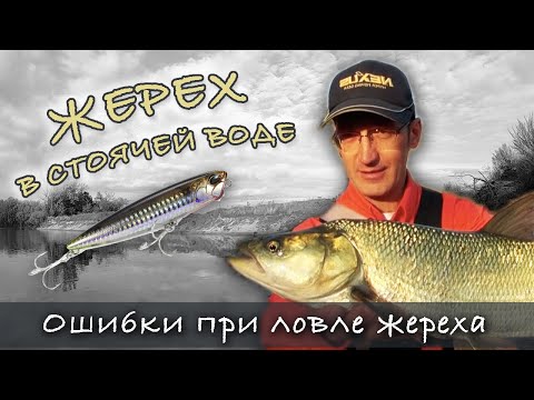 Видео: НЕ ДЕЛАЙТЕ ЭТОГО ЕСЛИ ХОТИТЕ ПОЙМАТЬ ЖЕРЕХА! Ошибки при ловле жереха на спиннинг | Fishing for asp