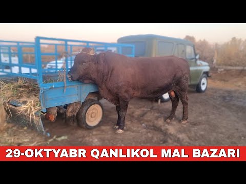 Видео: 29-ОКТЯБРЬ/КАНЛЫКОЛ МАЛ БАЗАРЫ/СКОТНЫЙ РЫНОК/BUQALAR/BIG BULLS IN THE WORLD/BIG COW