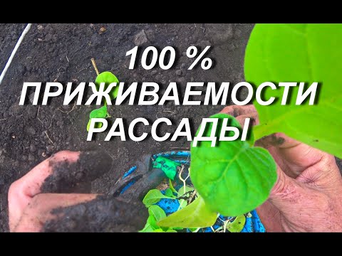 Видео: 100 % ПРИЖИВАЕМОСТИ РАССАДЫ В ОТКРЫТОМ ГРУНТЕ