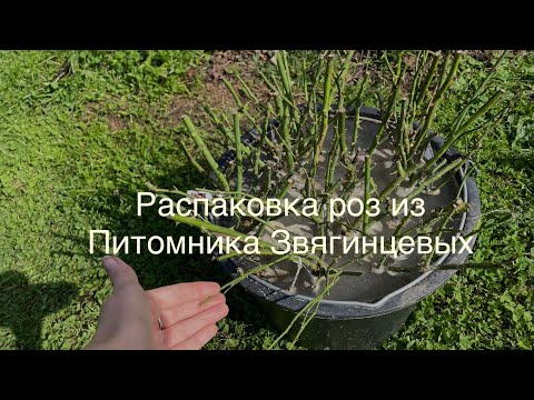 Видео: Распаковка саженцев роз из Питомника Звягинцевых. Бонусом в конце Распаковка ирисов из подворья