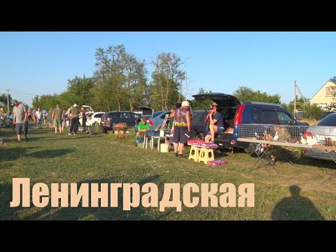Видео: Птичий рынок. Ленинградская. [08.06.2025]