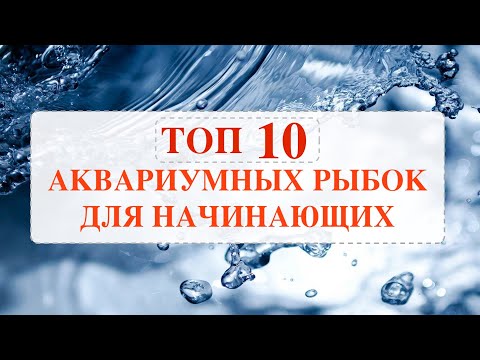 Видео: ТОП 10 НЕПРИХОТЛИВЫЕ АКВАРИУМНЫЕ РЫБКИ для НАЧИНАЮЩИХ
