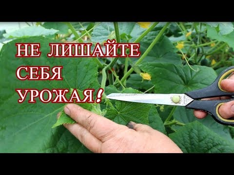 Видео: НЕ ДОПУСКАЙТЕ ЭТУ ОШИБКУ ПРИ ФОРМИРОВАНИИ ОГУРЦОВ! НЕ ЛИШАЙТЕ СЕБЯ УРОЖАЯ!