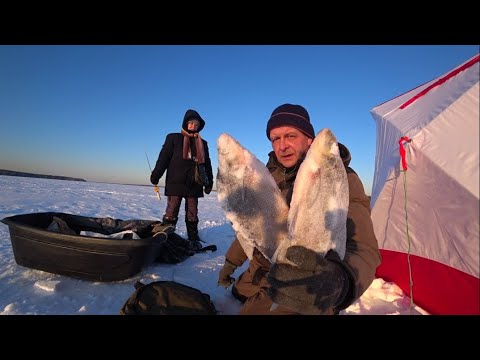 Видео: Глухозимье.Белоярское водохранилище.16 февраля 2024 г.Рыба отказывается клевать.