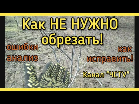 Видео: Как НЕПРАВИЛЬНО обрезать деревья! АНАЛИЗ ошибок. Как их ИСПРАВИТЬ.