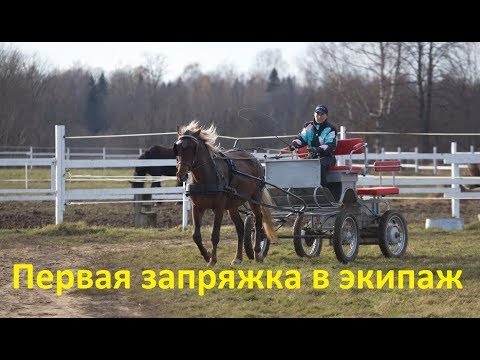 Видео: Заездка жеребчика в экипаж. Первая запряжка