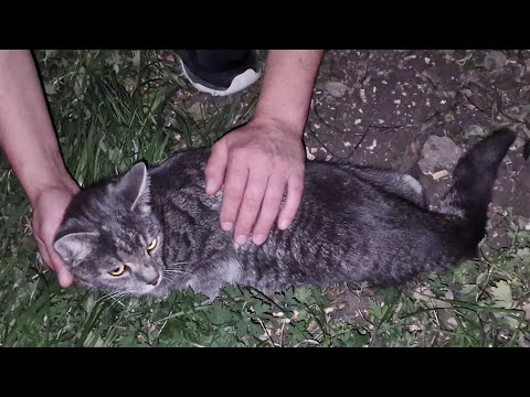 Видео: Кот полз ночью под балконами и звал на помощь | Спасение Тишки |Saving the cat