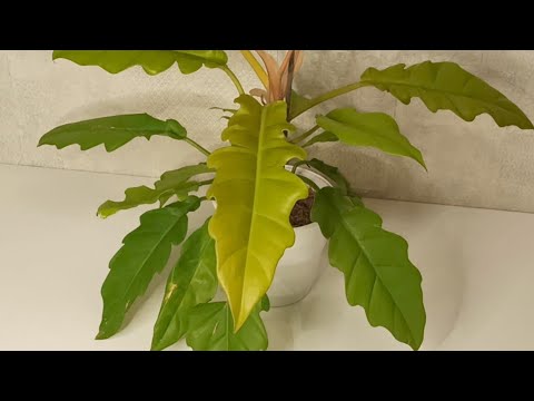 Видео: Филодендрон Золотой крокодил: было, стало, будет!