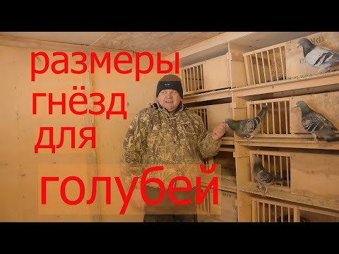 Видео: РАЗМЕРЫ  ГНЕЗДОВЫХ СЕКЦИЙ ДЛЯ ГОЛУБЕЙ. Это может сделать каждый.