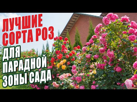 Видео: ЛУЧШИЕ СОРТА РОЗ ДЛЯ ПАРАДНОЙ ЗОНЫ