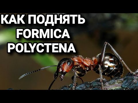 Видео: Как поднять муравьёв Formica polyctena. #МуравьиЯрославль