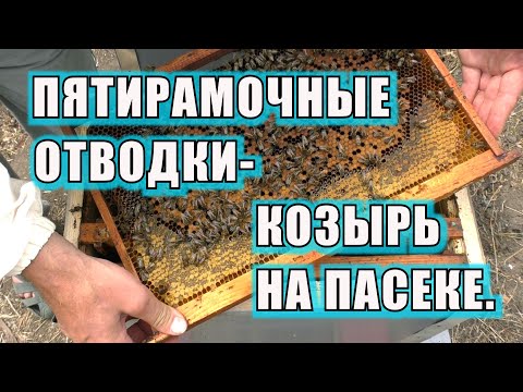 Видео: ПЯТИРАМОЧНЫЕ ОТВОДКИ- КОЗЫРЬ НА ПАСЕКЕ.