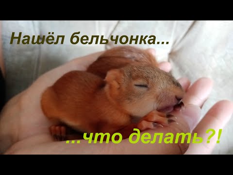 Видео: Нашёл бельчонка, что делать?