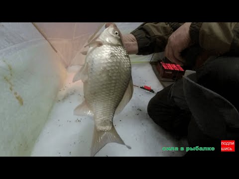 Видео: Ночная рыбалка зимой в палатке, клев как с пулемёта!