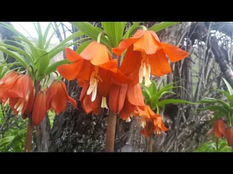 Видео: Тарзи таёр кардани ношоистаи ГУЛИ Олмун. Холмун. Рябчик императорский