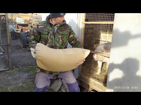 Видео: СУПЕРКОРМ для СВИНЕЙ 🐷//як ПРАВИЛЬНО ПРИГОТУВАТИ КОРМИ 🍽️ для раціонального вигодовування ПОРОСЯТ!🇺🇦