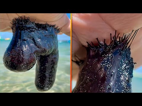 Видео: 35 СТРАННЫХ ВЕЩЕЙ, КОТОРЫЕ ВЫ УВИДИТЕ ВПЕРВЫЕ В ЖИЗНИ