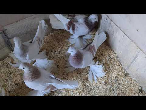 Видео: Новая идея видео: агараны и сиреневые. #голуби #tauben #pigeons #germania