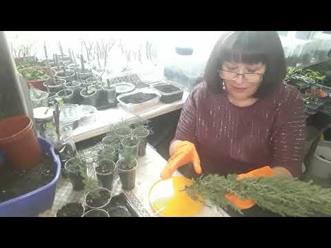 Видео: Размножение можжевельника, просто и бесплатно.