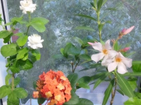 Видео: #Комнатные растения. ///" Весна идет - весне дорогу!"