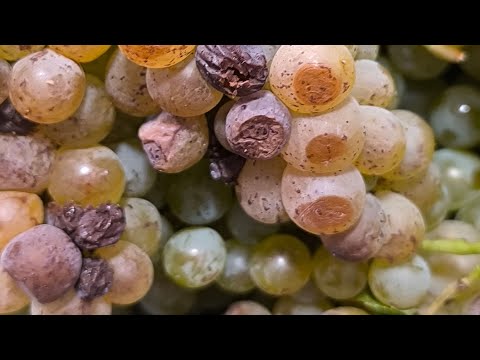 Видео: Термическая обработка ягоды  - как средство борьбы с окислением. От эффекта до реализации
