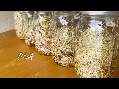 Видео: #3 Выращивание овощей без огорода | Как вырастить ростки без почвы | Легко выращивать ростки