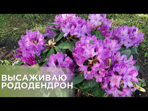 Видео: Посадка рододендрона в открытый грунт!