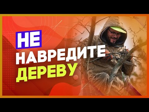 Видео: Правила обрезки деревьев. Как делать удаляющий срез