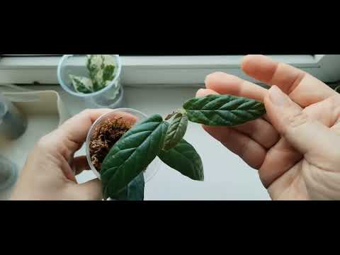 Видео: Излишки в ноябре. 