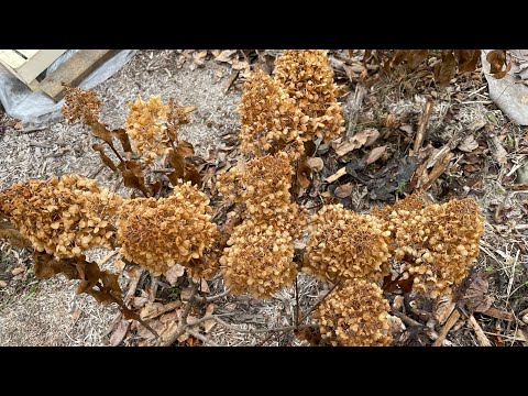 Видео: Обрезаю гортензию Мега Перл, 2025