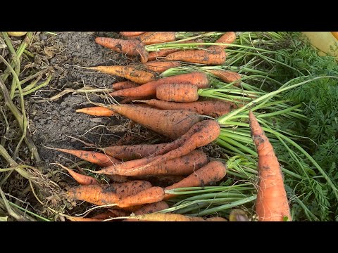 Видео: Рецепты от Алии Капановны.