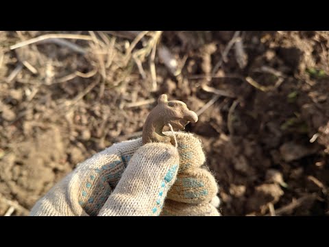 Видео: XP DEUS 2. Уезжали с поля, задыхаясь от восторга!✨ #metaldetecting #deus #коп2024