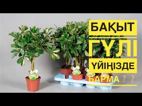 Видео: БАҚЫТ ГҮЛІНЕ күтім қалай жасалынады❓дұрыс отырғызу❗️