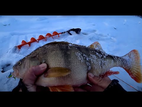 Видео: ОПУСТИЛ БАЛАНСИР ПОД КОРЯГУ А ТАМ ОНИ......Первый лед 2023 на Оби. Килограммовый окунь.