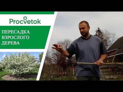 Видео: Пересадка плодовых деревьев. Как правильно пересадить яблоню.