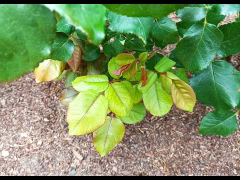 Видео: КАК РАСПОЗНАТЬ ХЛОРОЗ У РОЗ И КАК ОТ НЕГО ИЗБАВИТЬСЯ