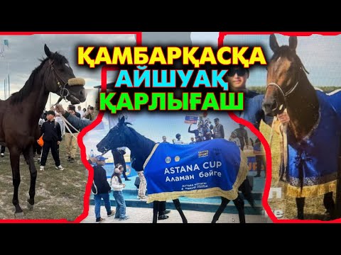 Видео: ҚАМБАРҚАСҚА, АЙШУАҚ, ҚАРЛЫШ хас жүйріктер бәсекесі Көкпектіде