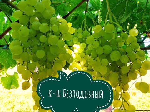 Видео: БЕСПОДОБНЫЙ к-ш