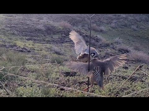 Видео: 21 апреля 2024 г.