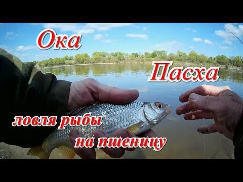 Видео: Рыбалка на Оке на пасху. Ловля на пшеницу.