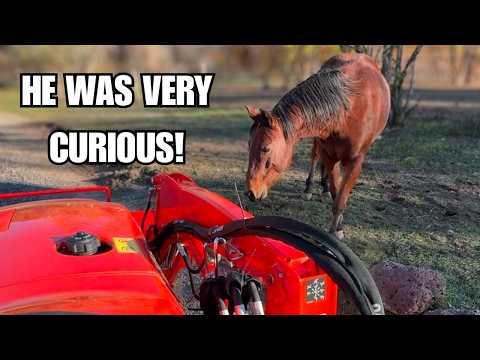 Видео: Эта новая рабочая лошадка странная 🚜