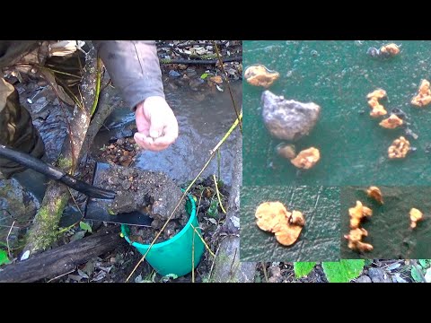 Видео: Самородное Золото в старом русле реки!