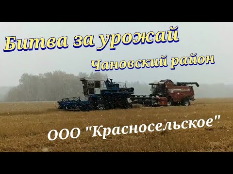 Видео: Битва за урожай в ООО "Красносельское" Комбайны Вектор-410, Палессе ГС-10 и Енисей-1200.