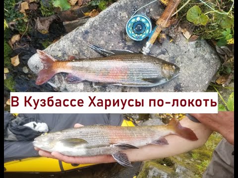 Видео: Рыбалка на Хариуса | Трофеи таёжных рек | Нахлыст | Flyfishing for Grayling in Siberia