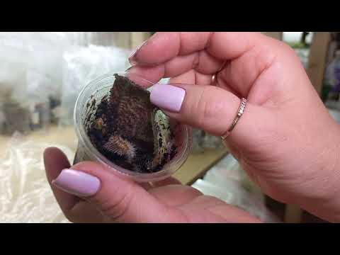 Видео: Я очень довольна результатами👍🤩. Растения в зиппакетах и тепличках❤️