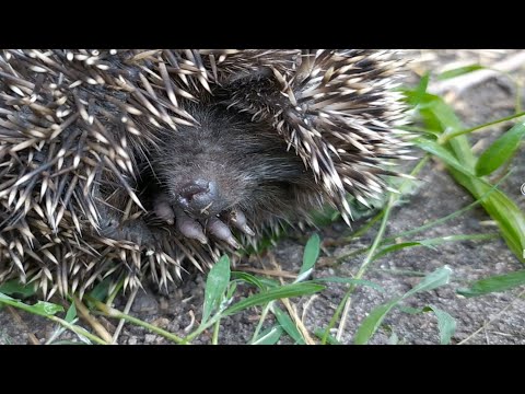 Видео: НАШЛИ МАЛЕНЬКИХ ЕЖАТ. Придётся теперь кормить.