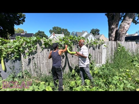 Видео: 🇬🇾Лучшая жатва🇬🇾🇺🇸 Кабачки, помидоры, перец, бора, охра🇬🇾 Благословенного Наваратри всем🇺🇸🇬🇾